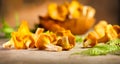 Raw wild chanterelle mushrooms on old rustic table background. Organic fresh chanterelles background