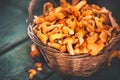 Raw wild chanterelles mushrooms in a basket Royalty Free Stock Photo