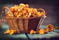 Raw wild chanterelles mushrooms in a basket Royalty Free Stock Photo