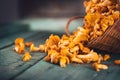 Raw wild chanterelles mushrooms in a basket Royalty Free Stock Photo