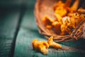 Raw wild chanterelles mushrooms in a basket Royalty Free Stock Photo