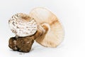 Raw Wild Mushroom