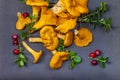Raw wild mushrooms chanterelles on old wooden background. Vegetarian healthy product. Healthy lifestyle Royalty Free Stock Photo