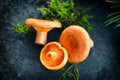 Raw wild Saffron milk cap mushrooms on dark old rustic background. Lactarius deliciosus, Rovellons, Niscalos mushroom Royalty Free Stock Photo