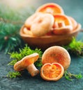 Raw wild Saffron milk cap mushrooms on dark old rustic background. Lactarius deliciosus, Rovellons, Niscalos mushroom Royalty Free Stock Photo