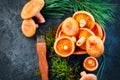 Raw wild Saffron milk cap mushrooms on dark old rustic background. Lactarius deliciosus. Rovellons, Niscalos. Organic mushrooms