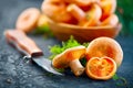 Raw wild Saffron milk cap mushrooms on dark old rustic background. Lactarius deliciosus. Rovellons, Niscalos. Organic mushrooms Royalty Free Stock Photo