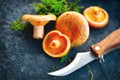 Raw wild Saffron milk cap mushrooms on dark old rustic background. Lactarius deliciosus. Rovellons, Niscalos. Organic mushrooms Royalty Free Stock Photo