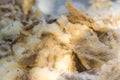 Raw wool fleece just sheared before being spun Royalty Free Stock Photo