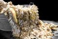 Raw wool fleece just sheared before being spun Royalty Free Stock Photo