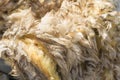 Raw wool fleece just sheared before being spun Royalty Free Stock Photo