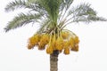 Raw yellow dates on a tree