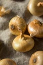 Raw Yellow Organic Cipolline Onions Royalty Free Stock Photo