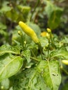 A raw yellowish chilli in the garden