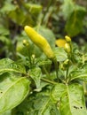 A raw yellowish chilli in the garden
