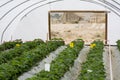 Raws of bell peppers plants, inside a green house