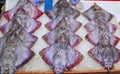 Ray fish at Seoul Fish Market Royalty Free Stock Photo