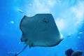 Ray or flatfish underwater Royalty Free Stock Photo