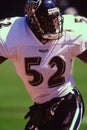 Ray Lewis Baltimore Ravens Royalty Free Stock Photo