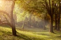 Ray of light through the trees in the misty morning Royalty Free Stock Photo