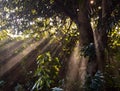 Ray of light in the trees, shining Royalty Free Stock Photo