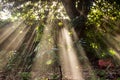 Ray Of Light in the trees, shining sunshine Royalty Free Stock Photo