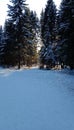 a ray of light through the trees in winter Royalty Free Stock Photo