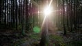 Ray of light wading through the green forest Royalty Free Stock Photo
