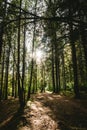 Ray of light through a wild and green scottish forest