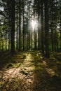 Ray of light through a wild and green scottish forest