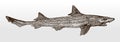 Threatened common smooth-hound, mustelus, a shark from the eastern Atlantic Ocean and the Mediterranean Sea in side view