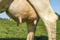 Ray of milk comes from the teat of a cow, udder and nipple close up, soft pink large mammary veins, dripping milk Royalty Free Stock Photo