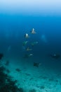 Ray mobula in maldives