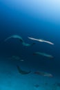 Ray mobula in maldives Royalty Free Stock Photo