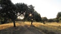 A ray of sun cross trees,rayo de sol cruzando arboles