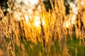 Ray of sun through the dry grass at sunset