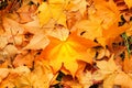 A ray of sun fell on an orange maple leaf in the autumn forest and made it stand out among others Royalty Free Stock Photo