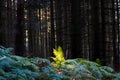 Ray of sun light on common lady-fern Athyrium filix-femina