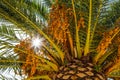 Ray of sunlight broke through the branch of palm tree on which dates grow Royalty Free Stock Photo