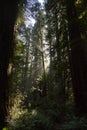 Ray of Sunlight in Giant Redwood Forest in Northern California Royalty Free Stock Photo