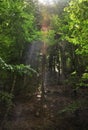 Ray of sunlight making the way through the treetops Royalty Free Stock Photo