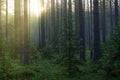 A ray of sunshine makes its way through the trees in a pine foggy forest