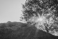 Ray of sunshine peeking through a tree on a hill. Black and white