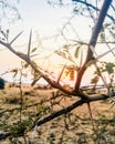 Ray of sunshine with thorny plants golden