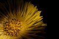 Ray of sunshine on yellow flower
