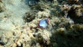 Rayed pearl oyster (Pinctada radiata) shell on sea bottom, Aegean Sea, Greece, Halkidiki Royalty Free Stock Photo