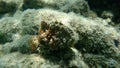 Rayed pearl oyster (Pinctada radiata) undersea, Aegean Sea, Greece, Halkidiki Royalty Free Stock Photo