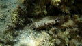 Rayed pearl oyster (Pinctada radiata) undersea, Aegean Sea, Greece, Halkidiki Royalty Free Stock Photo