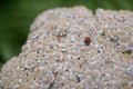 Rayed tansy, Tanacetum macrophyllum, flower with ladybird Royalty Free Stock Photo