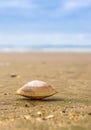 Rayed Trough Shelled Mollusc (Mactra stultorum) Royalty Free Stock Photo